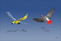 Parrots.png